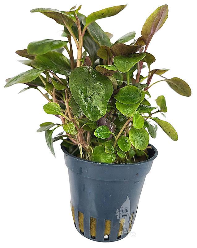 Plant van de Maand