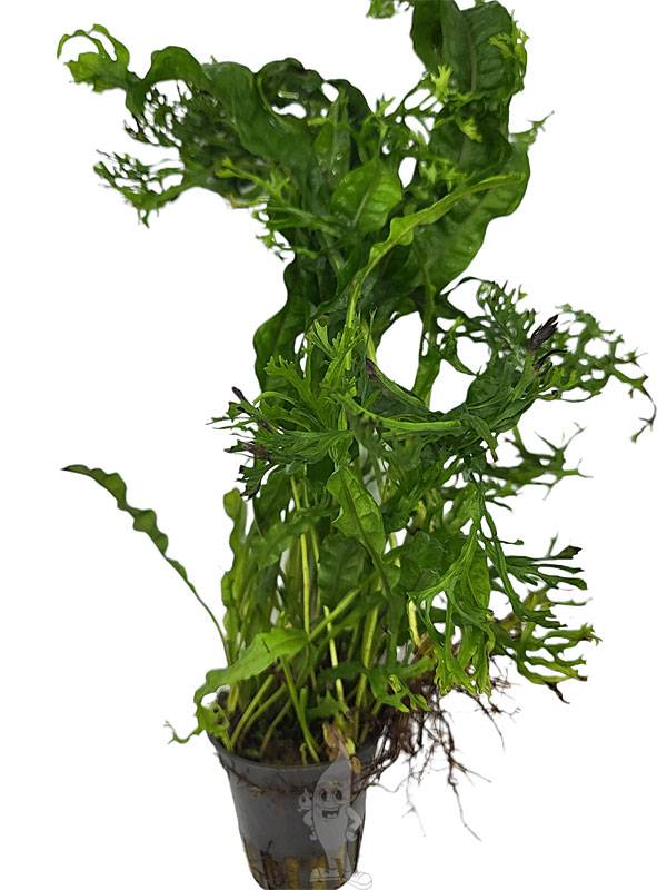 Plant van de Maand