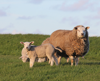 Tierzucht & Veterinär