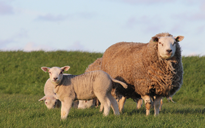 Tierzucht & Veterinär