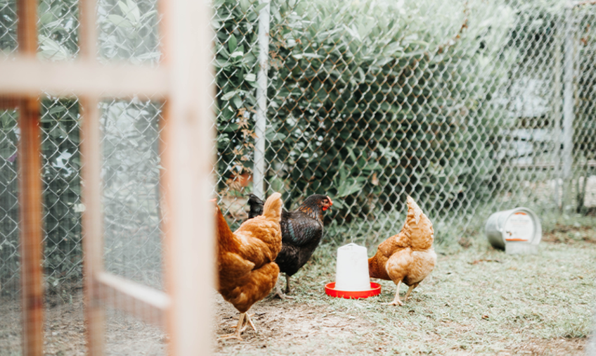 Rattenfalle- und Wühlmausbekämpfung