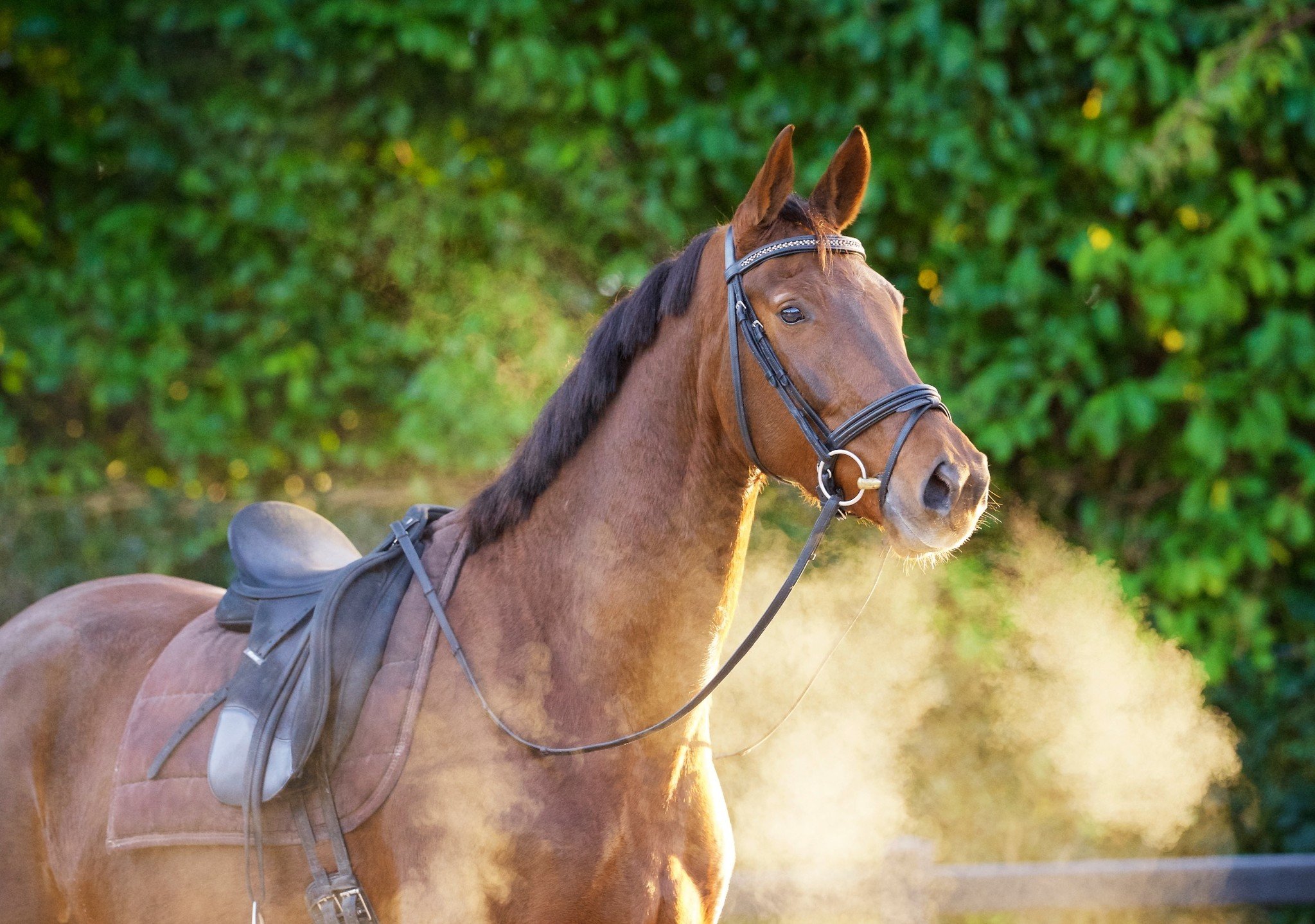 dampend paard