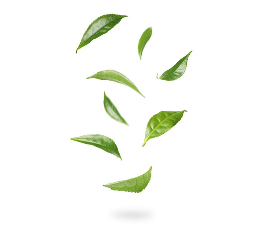 Green Tea - Organic