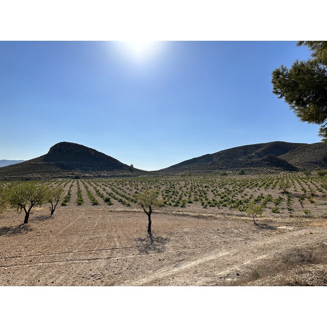 Bodegas Carchelo DOP Jumilla "Muri Veteres" 2021