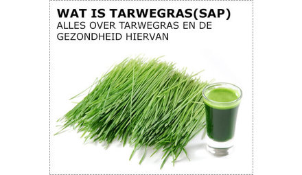 What is wheat grass?