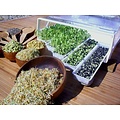 Easygreen Easygreen Kweeksysteem