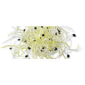 Germ'line Leeks Organic Sprouts Seeds 50gr