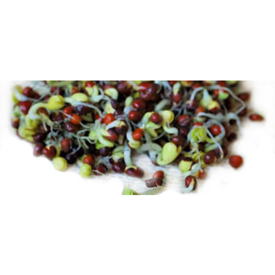 Germ'line Mustard Organic Sprouts Seeds Germ'line 100gr