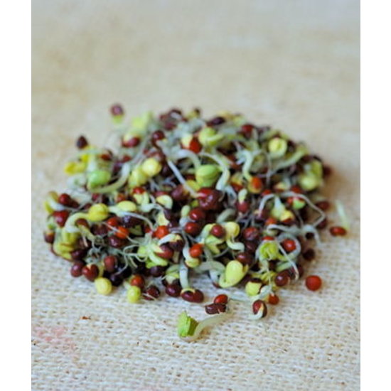 Germ'line Mustard Organic Sprouts Seeds Germ'line 100gr