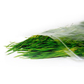 Germ'line Wheat Seed