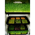 Grown Your Greens Grow Your Greens Sprouter
