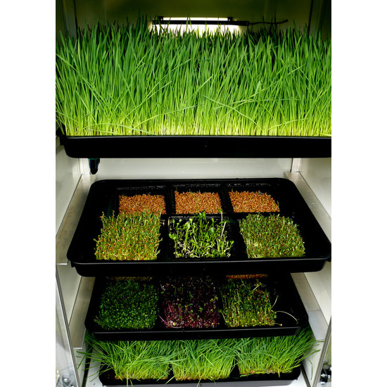 Grown Your Greens Grow Your Greens Sprouter