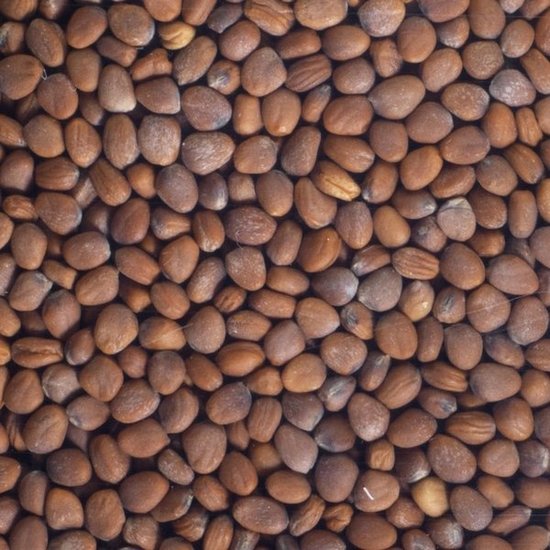 Germ'line Daikon Radijs biologisch kiemzaad  Germ'line 100gr