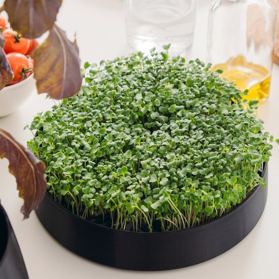 Mother MicroPod  Kweekset