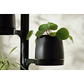 Mother Forest Growing Stand