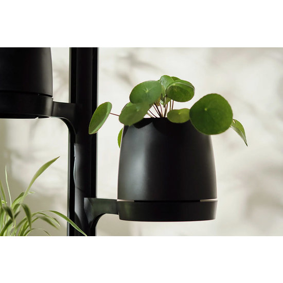 Mother Forest Growing Stand
