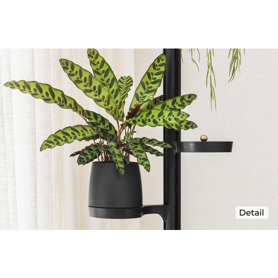 Mother Forest Growing Stand