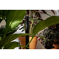 Mother PlantSpectrum 32 Led Kweeklamp