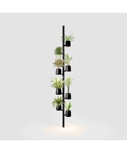 Mother Forest Growing Stand