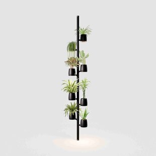 Mother Forest  Kweekstandaard