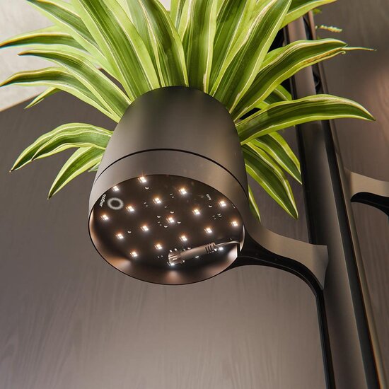 Mother Forest Kweekstandaard