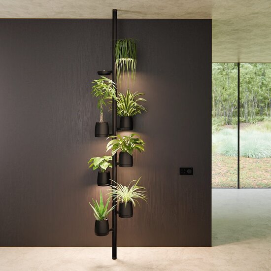 Mother Forest Growing Stand