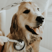 Hondenvacht verzorging: 10 tips voor de mooiste vacht