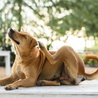Praktische tips voor het verbeteren en onderhouden van de vacht van je hond