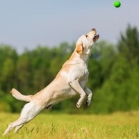 Glucosamine voor honden: Ondersteun de soepele gewrichten van je trouwe viervoeter