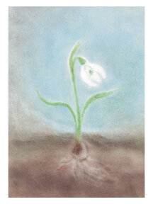 Seccorell Postcard - snowdrop