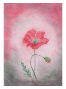 Seccorell Postcard - poppy