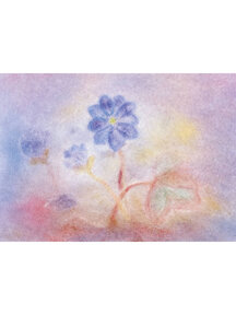 Seccorell Postcard - anemone hepatica