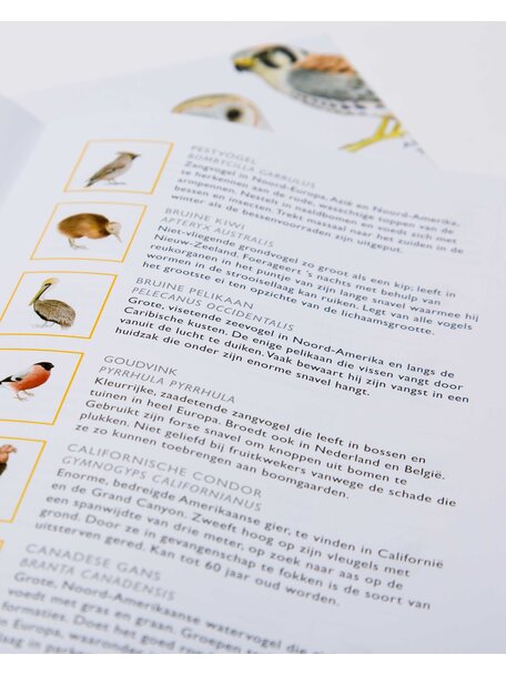 Kosmos Bird Bingo
