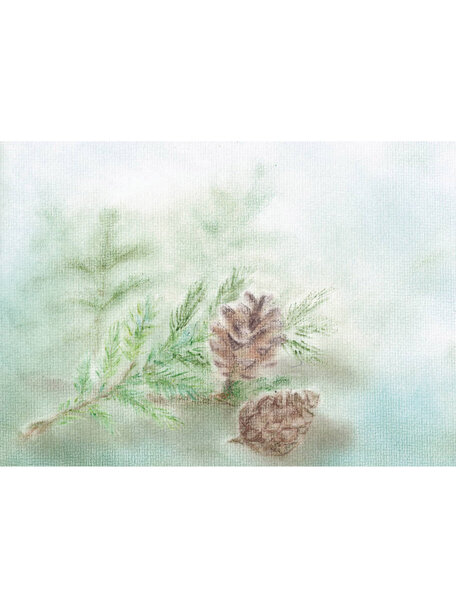 Seccorell Postcard - pine cones