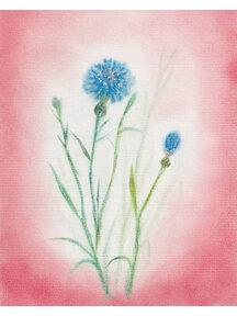 Seccorell Postcard - cornflower