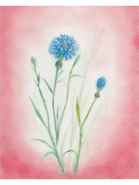 Seccorell Postcard - cornflower