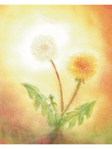 Seccorell Postcard - dandelion