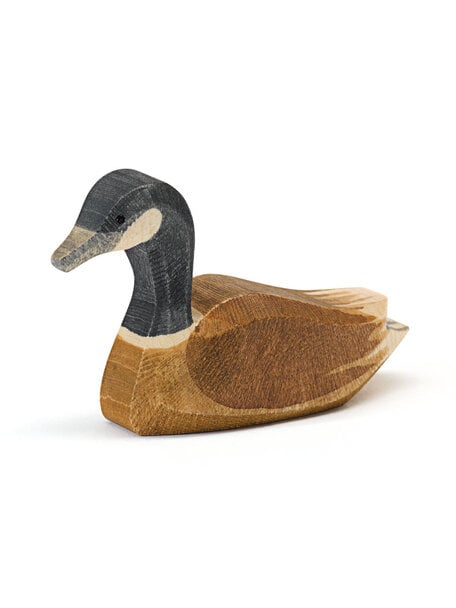 Ostheimer Canada goose - swimming