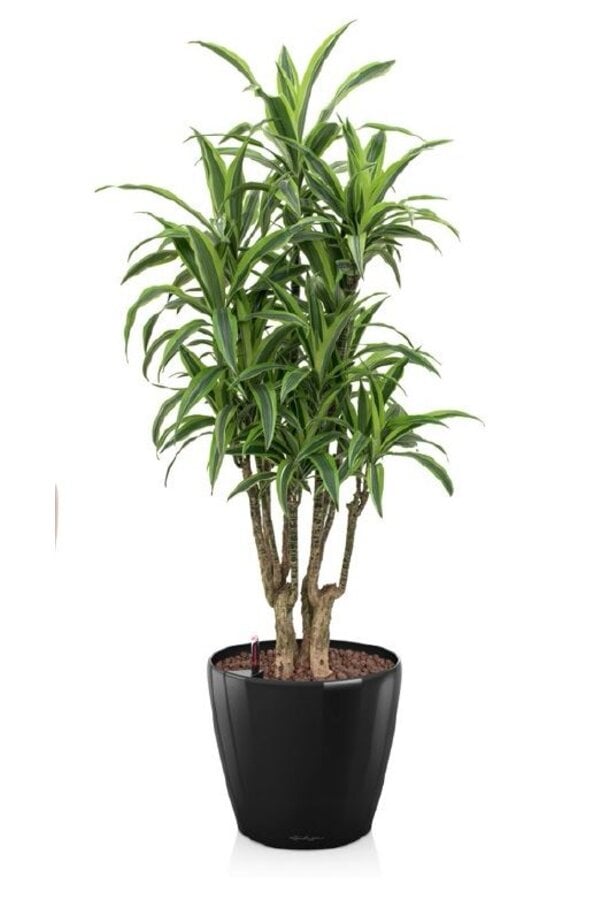 Dracaena lemon line in zelfwatergevende Classico