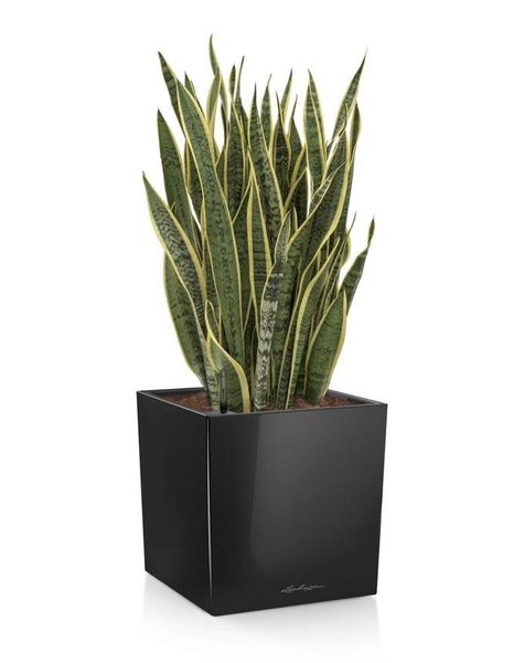 Lechuza Lechuza | Sansevieria