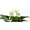 Tafel Anthurium wit