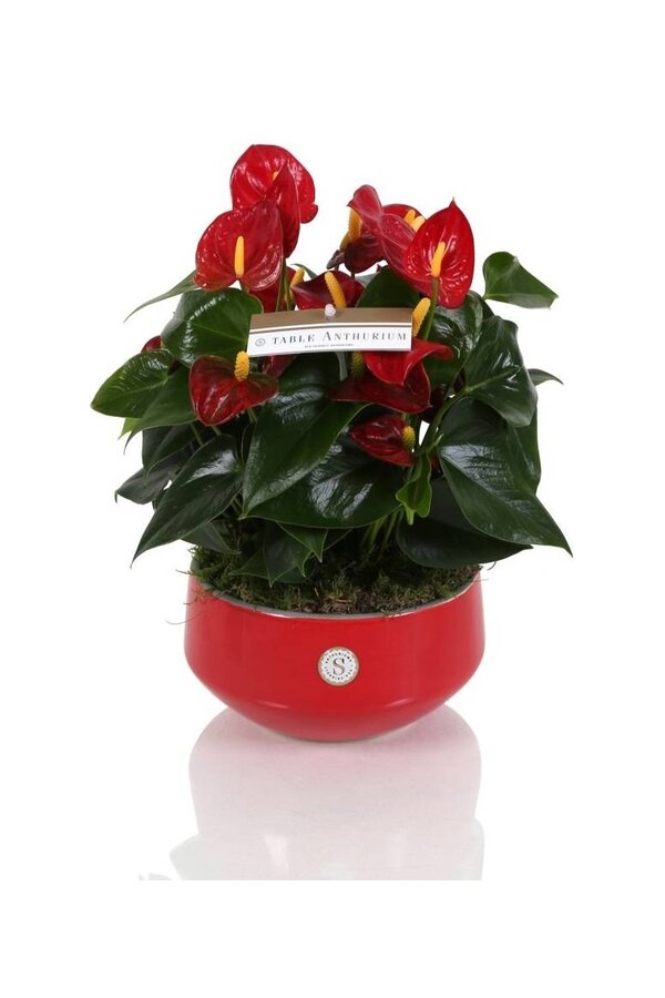 Tafel Anthurium rood