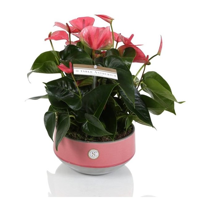 Tafel Anthurium roze