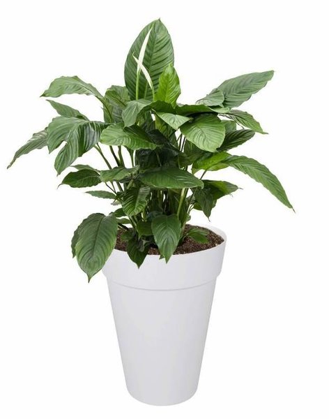 Elho Elho | Spathiphyllum