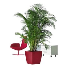 Lechuza Goudpalm Areca in Zelfwatergevende Quadro