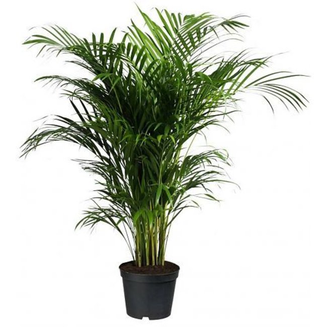 Goudpalm Areca in Zelfwatergevende Quadro