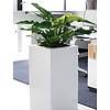 Philodendron Green M