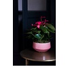 Tafel Anthurium roze