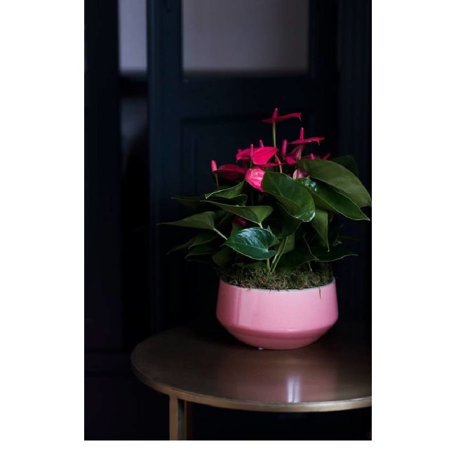 Tafel Anthurium roze