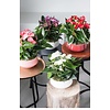 Tafel Anthurium rood